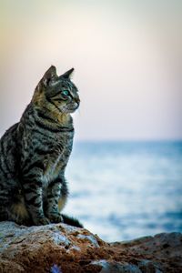 Cat sitting on rock against sky