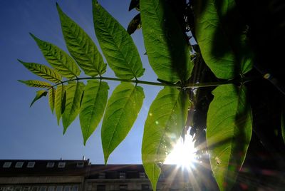 Low angle view of sunlight streaming through leaves