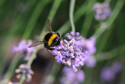 Close-up of bee on purple flower