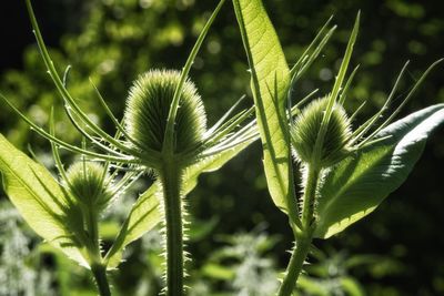 Close-up of plant