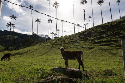Cows on field at cocora valley