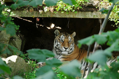 Portrait of tiger 