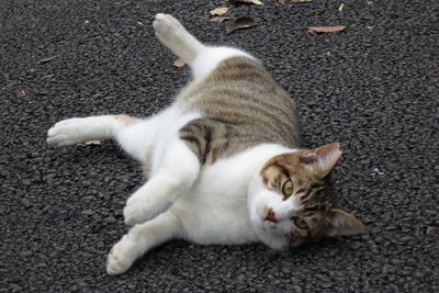 Cat relaxing on tiled floor