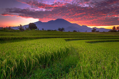 Scenic view of field against sky during sunset