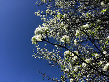 Low angle view of trees against blue sky