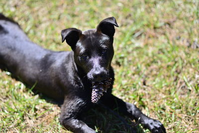 Portrait of black dog on field