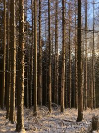 Trees in forest during winter