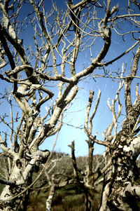 Low angle view of trees against clear sky