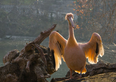 Close-up of pelican perching on rock by lake