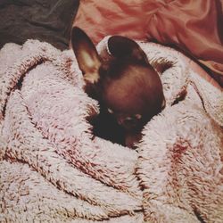 High angle view of dog sleeping on bed