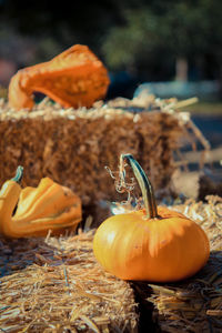 Close-up of pumpkins