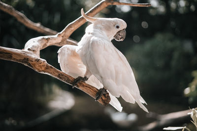 Close-up of bird perching on branch