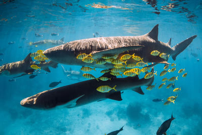 High angle view of fish swimming in sea