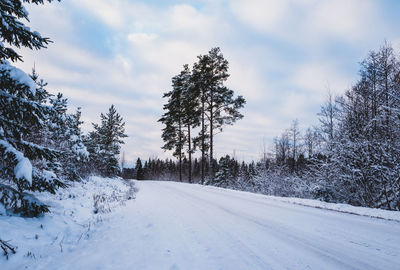 Trees on snow covered landscape