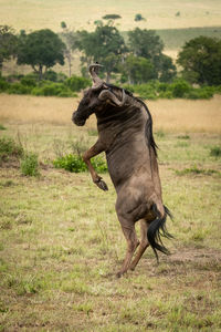 Side view of elephant running on field