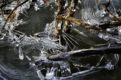 View of tree stump in water