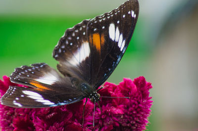 Close-up of butterfly pollinating on flower