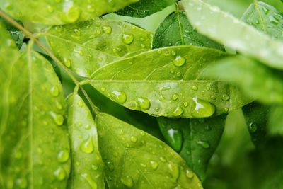 Close-up of wet leaves on rainy day