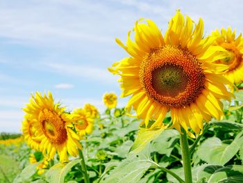 Close-up of yellow sunflowers on field against sky