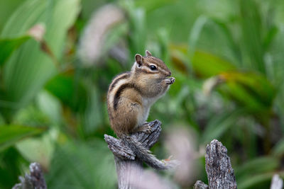 Squirrel on a tree