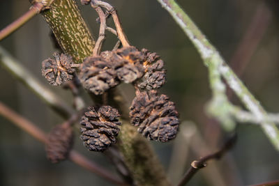 Close-up of plant on branch