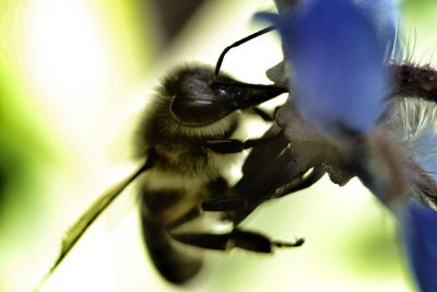 Close-up of insect on leaf