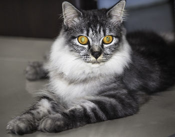 Close-up portrait of cat sitting on floor