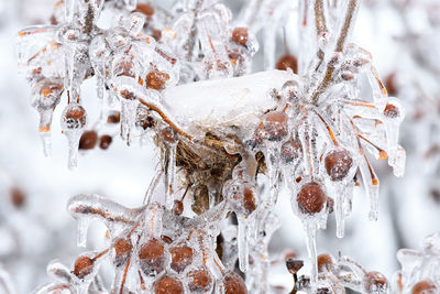 Close-up of frozen leaves