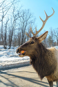 Deer in a snow