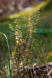 Close-up of plant growing on field