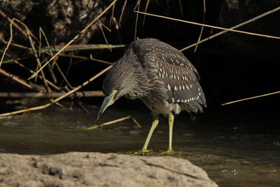 Bird perching on a lake