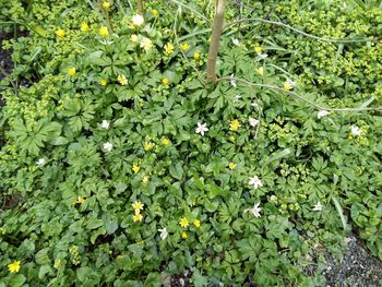 Full frame shot of flowering plants