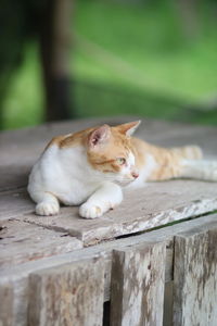 Close-up of a cat