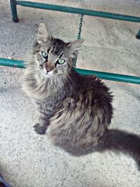 Portrait of cat sitting outdoors