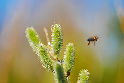 Close-up of bee flying by pussy willow