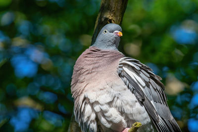 Close-up of bird perching on tree