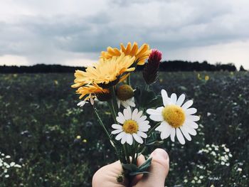 Close-up of hand holding daisy flower