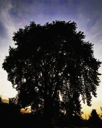 Low angle view of silhouette trees against sky at sunset