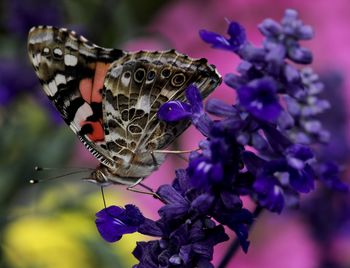 Close-up of butterfly pollinating on purple flower