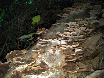 High angle view of dry leaves on rock in forest