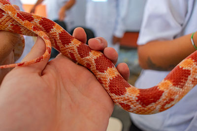 Close-up of person holding hands