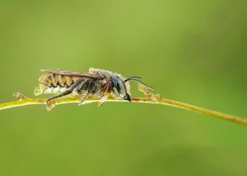 Close-up of insect on plant