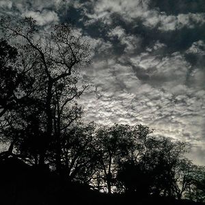 Low angle view of trees against cloudy sky