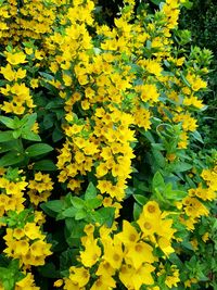 Close-up of yellow flowers blooming in field