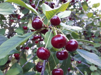 Close-up of cherries growing on tree