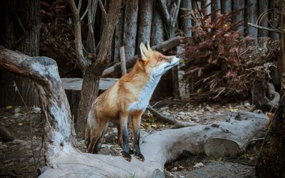 Fox on fallen tree
