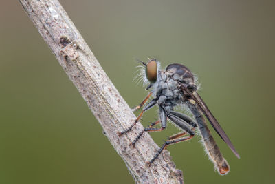 Close-up of dragonfly on plant