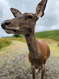 Close-up of ted deer