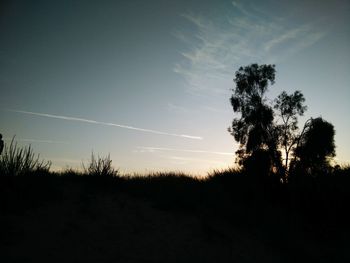 Silhouette of trees at sunset