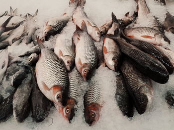 High angle view of fishes in fish